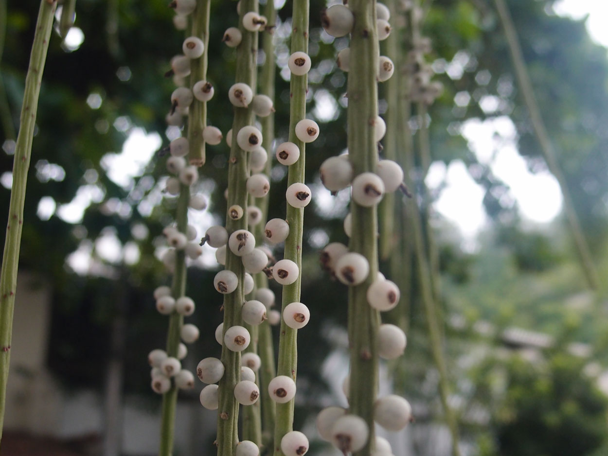 Willkommen Brasilien